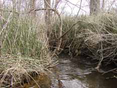 Traver Creek at Dhu Varren Road Sampling Site, 10 April 2010.